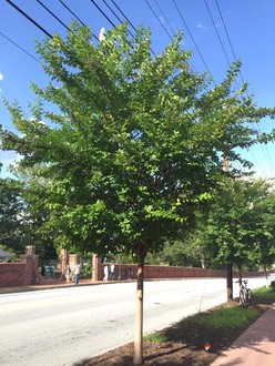 Crepemyrtle in Atlanta