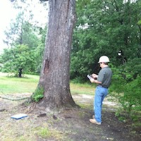 Arborist Cost Guide 2021 - Prices for all Arborist Work & Tree Services