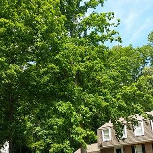 White oak fertilized by certified arborist