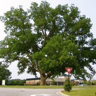 certified arborist pecan tree
