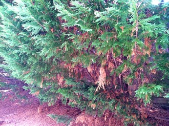 fungicide for leyland cypress needle blight
